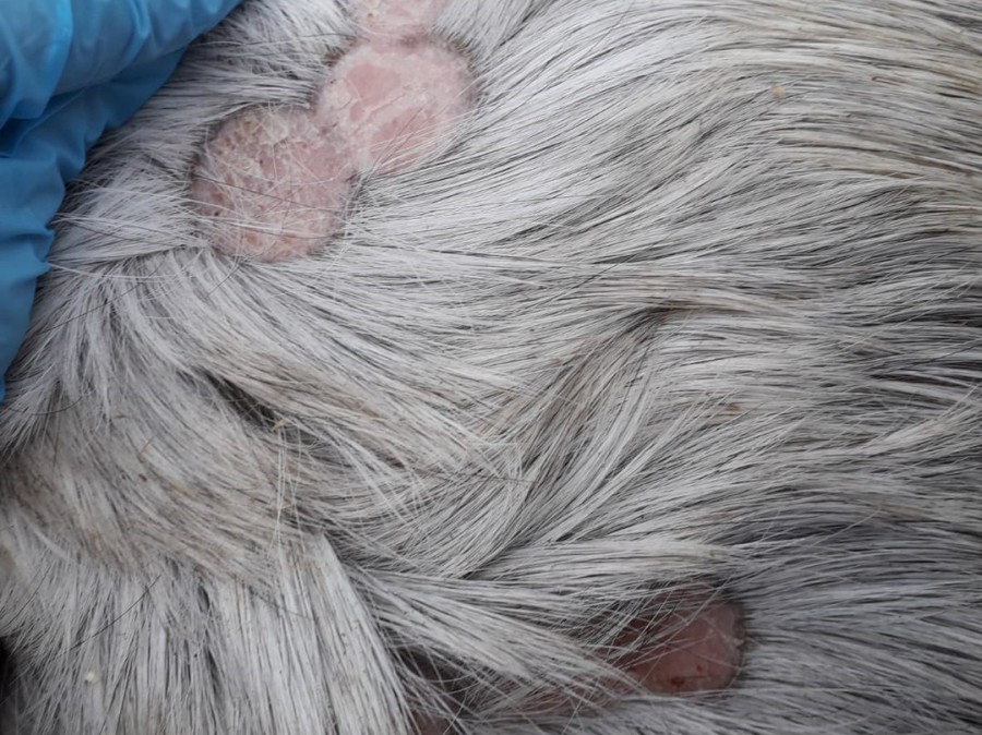 Juckende Kopfhaut Und Haarausfall Falsche Haarpflege Oder Juckende Kopfhaut Und Haarausfall Falsche Haarpflege Oder