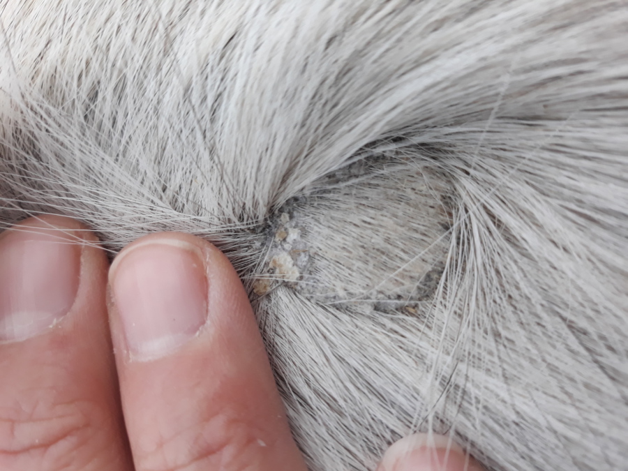 Haarausfall Beim Hund Fellverlust Ursachen Hilfe Haarausfall Beim Hund Fellverlust Ursachen Hilfe